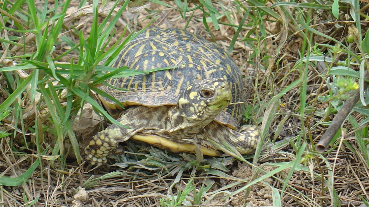 Por qué el caparazón de las tortugas es una cúpula