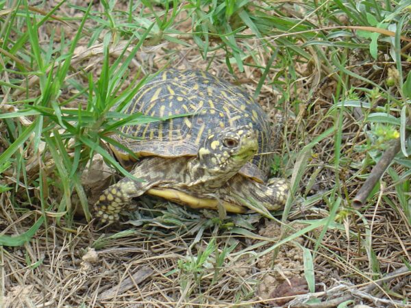 Terrapene ornata