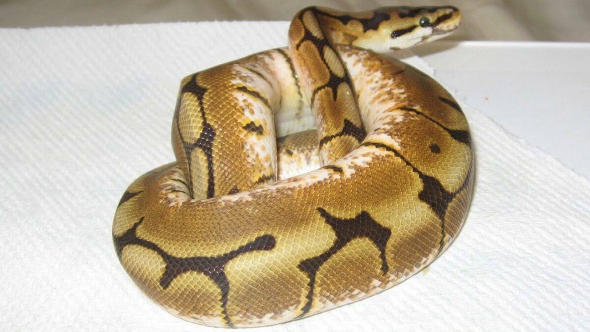 Genes deletéreos en reptiles: qué morfos no se deben criar