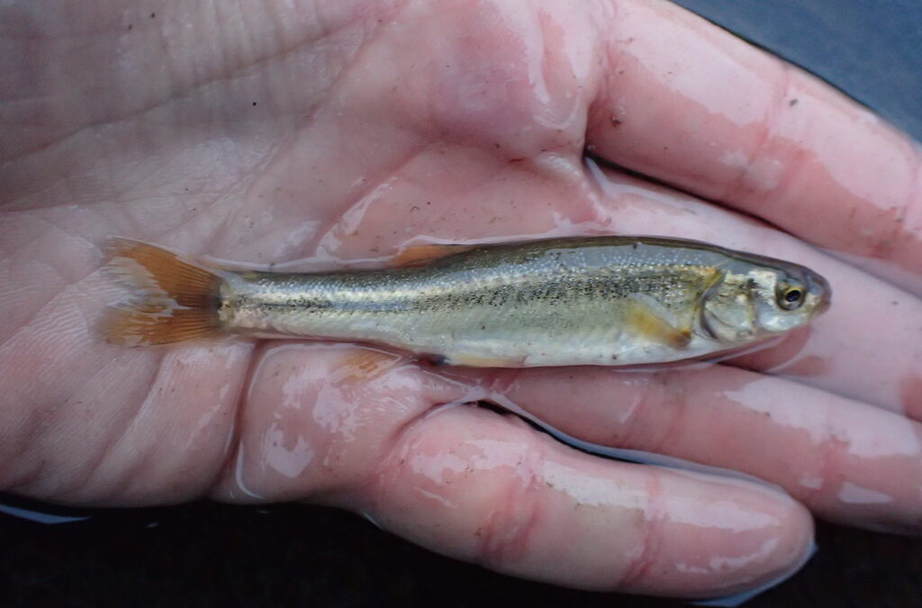 Tianshanophoxinus, nuevo género de piscardos en Asia Central
