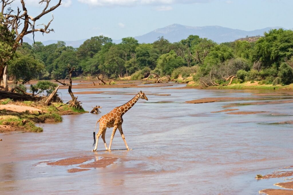 Una jirafa reticulada cruza el río Ewaso Ngiro. La Reserva Nacional de Samburu se caracteriza por su paisaje árido y semidesértico, interrumpido por el oasis del Ewaso Ngiro, cuyas riberas están jalonadas por densos bosques de acacias y palmeras dum.