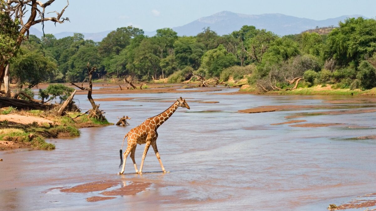 Sequía: vida y muerte en Samburu