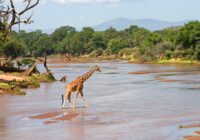 Una jirafa reticulada cruza el río Ewaso Ngiro. La Reserva Nacional de Samburu se caracteriza por su paisaje árido y semidesértico, interrumpido por el oasis del Ewaso Ngiro, cuyas riberas están jalonadas por densos bosques de acacias y palmeras dum.