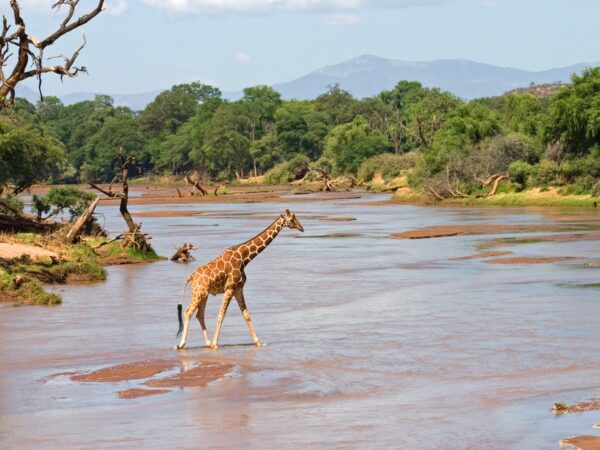 Una jirafa reticulada cruza el río Ewaso Ngiro. La Reserva Nacional de Samburu se caracteriza por su paisaje árido y semidesértico, interrumpido por el oasis del Ewaso Ngiro, cuyas riberas están jalonadas por densos bosques de acacias y palmeras dum.