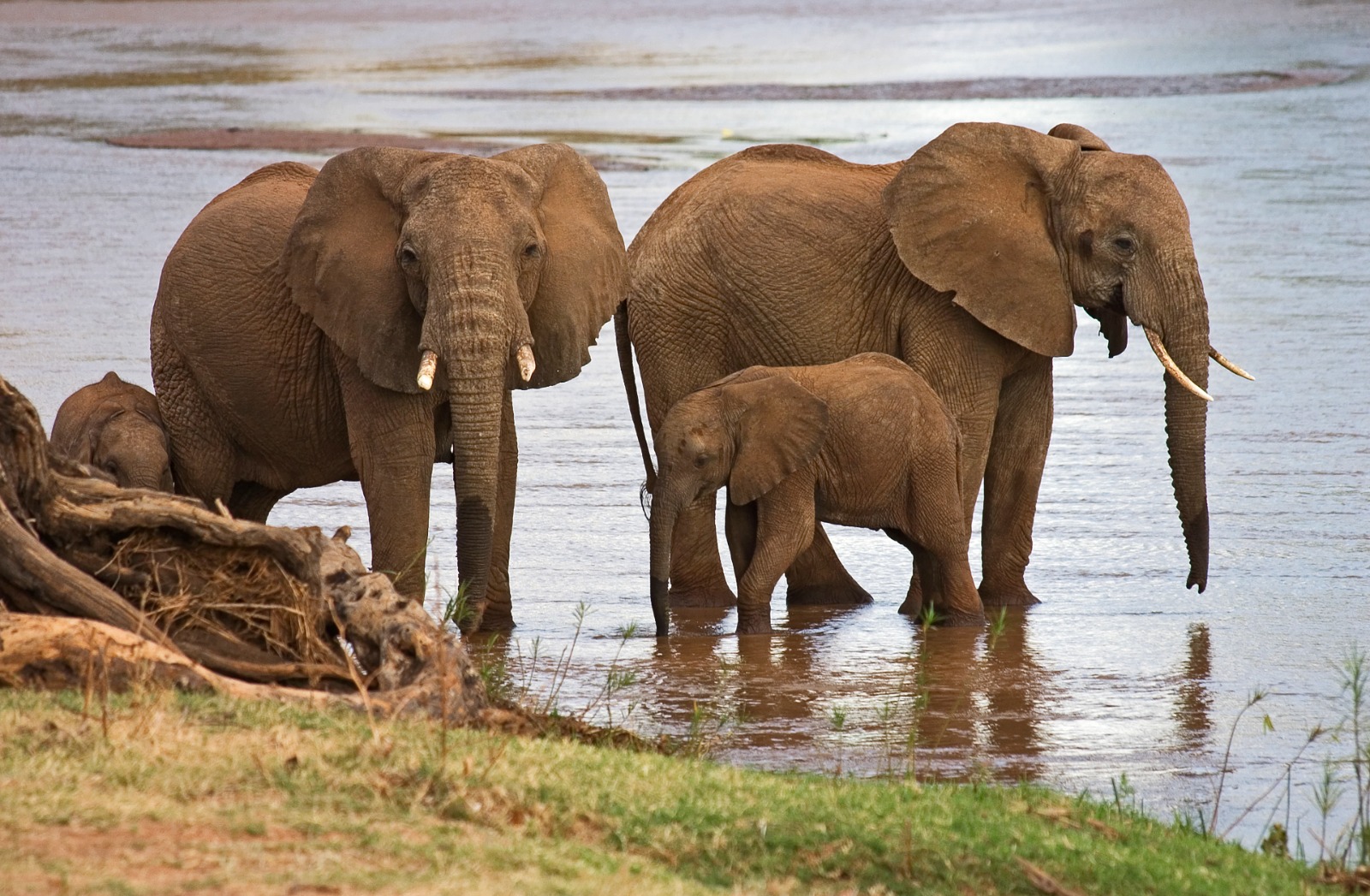 Un grupo de elefantes bebe y se refresca en las aguas del Ewaso Ngiro