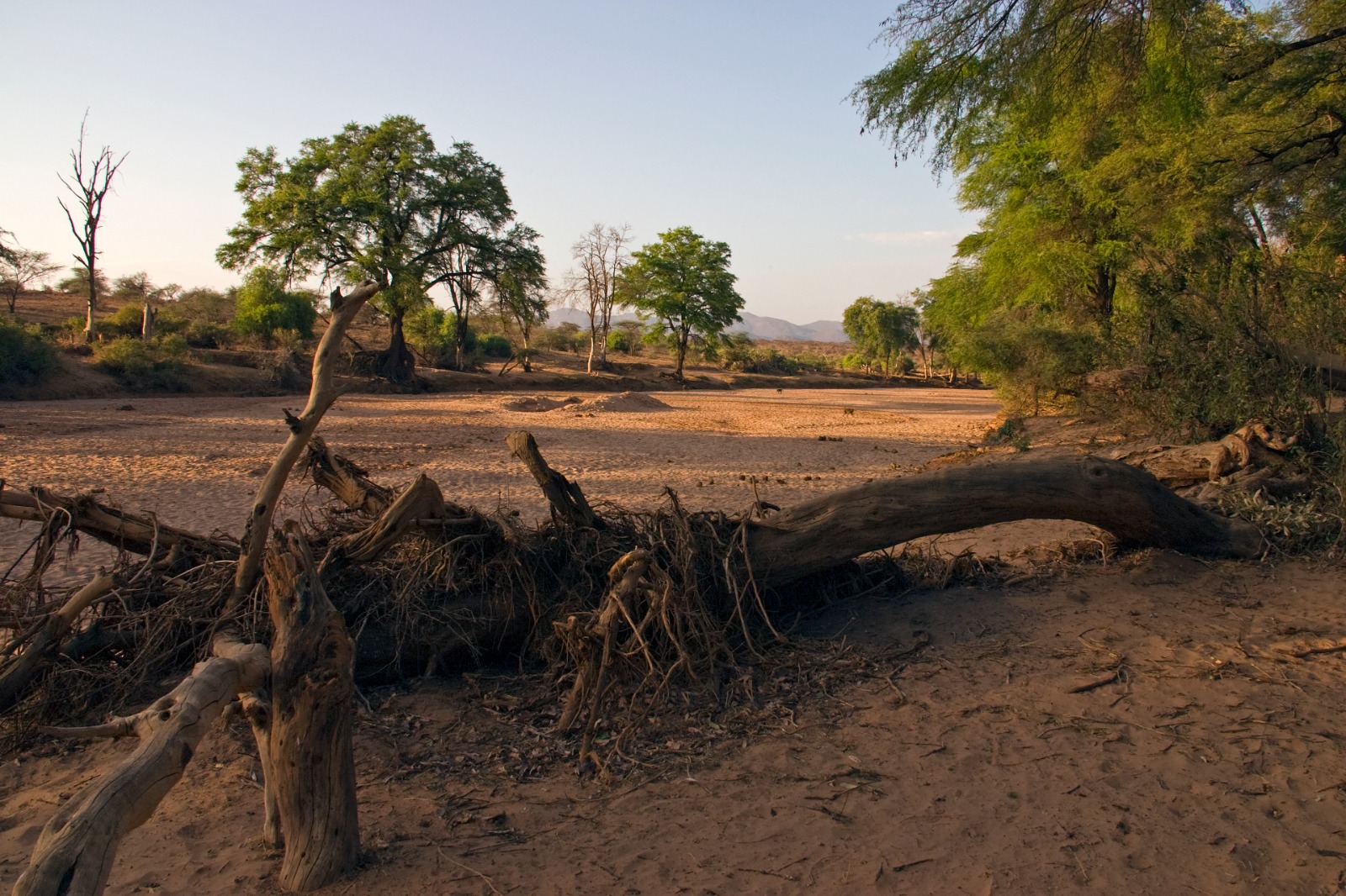 Cauce seco del Ewaso Ngiro durante un período de fuerte sequía