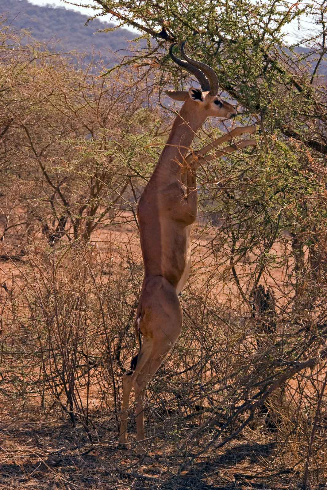 Un gerenuk ramonea en una acacia
