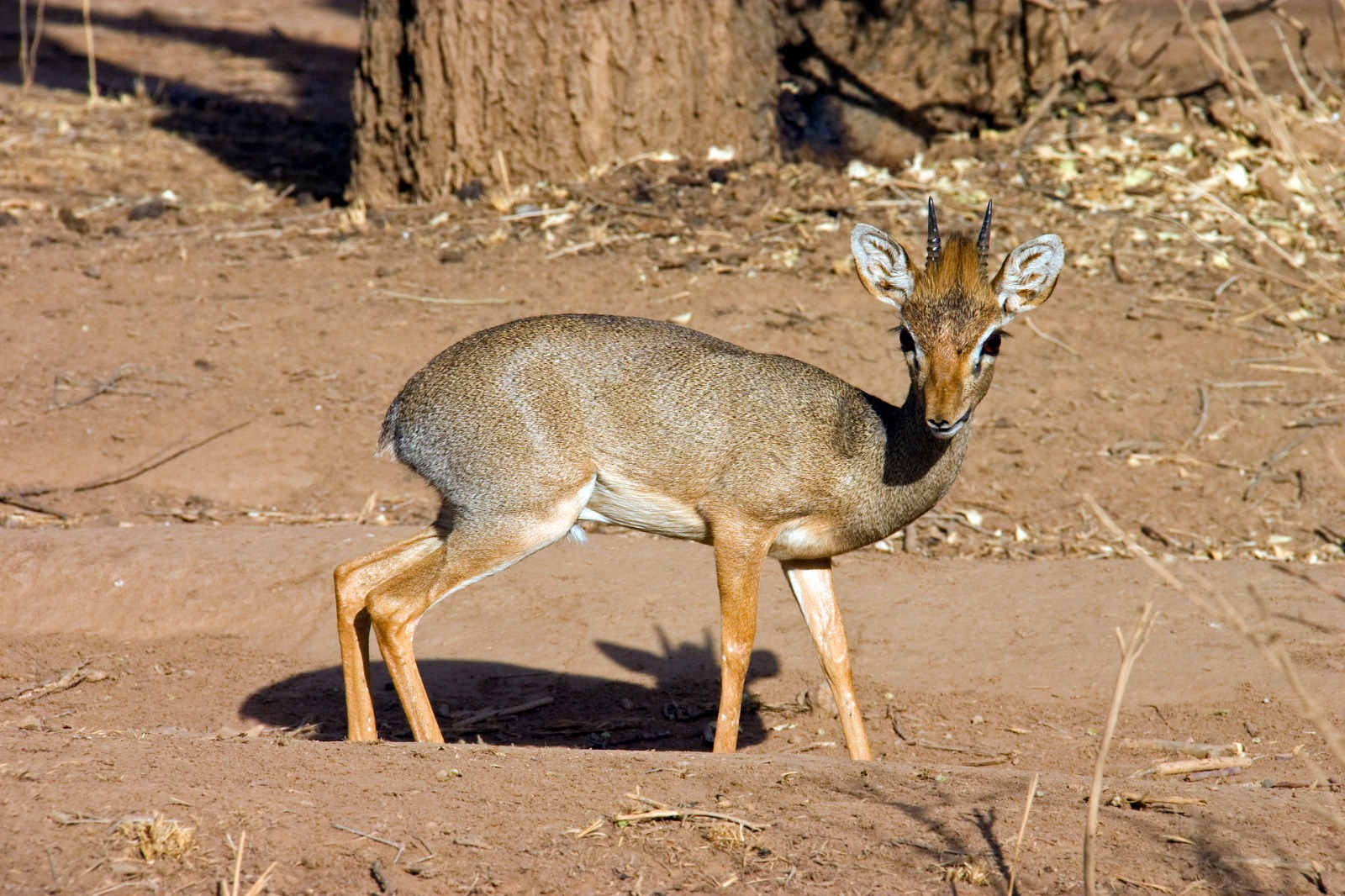 El diminuto dik-dik de Kirk, con sus escasos 40 centímetros de altura y 5 kilos de peso, es uno de los antílopes mejor adaptados a las sabanas semiáridas