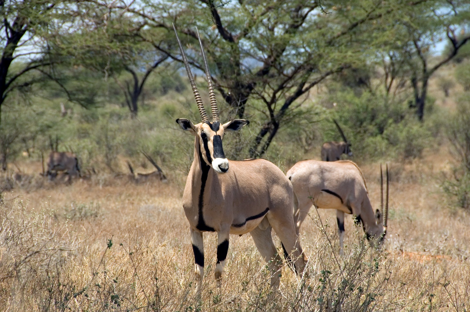 El oryx beisa, que puede vivir incluso en desiertos, está perfectamente adaptado a la sabana semiárida de Samburu