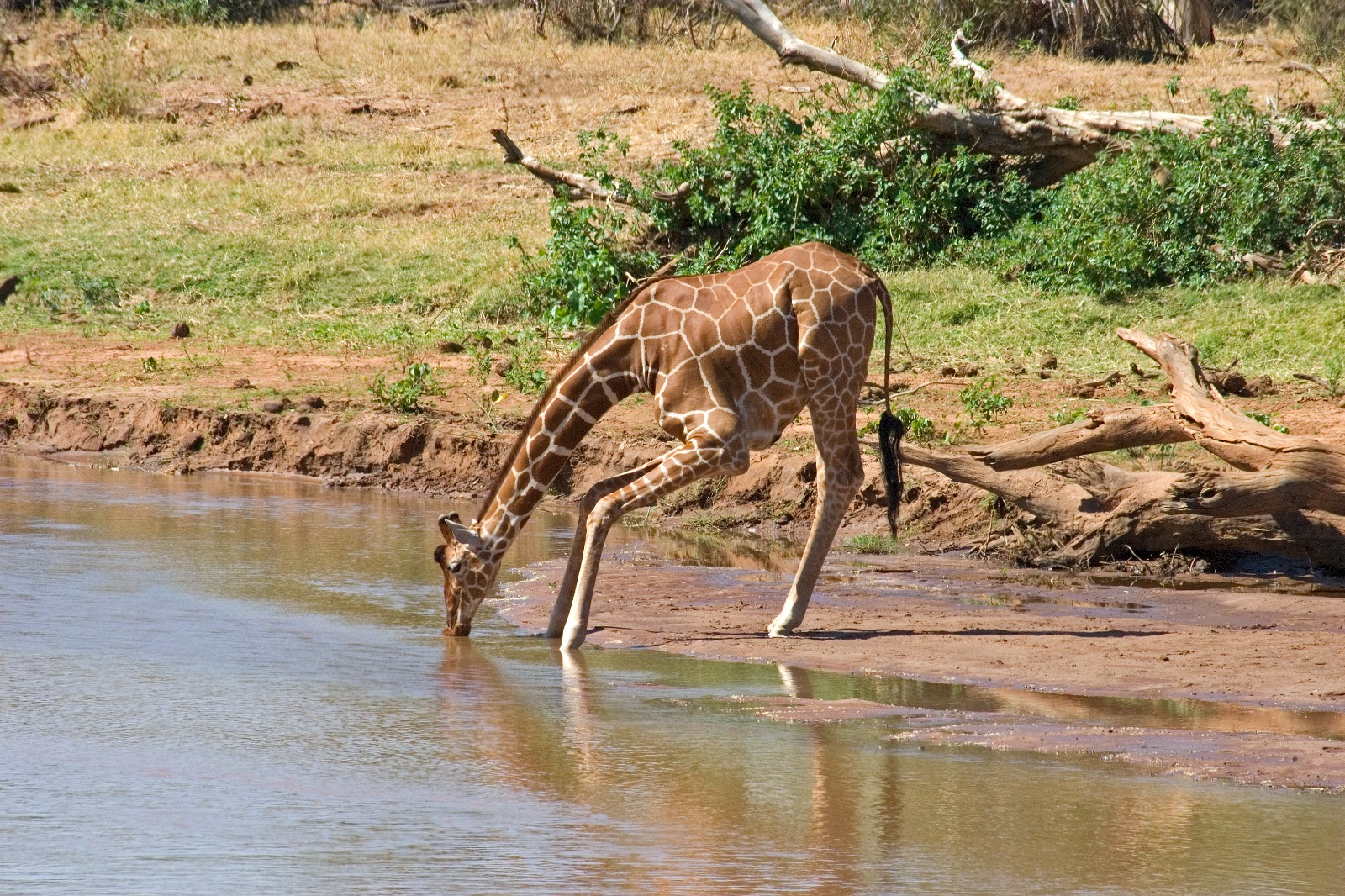 Una jirafa reticulada bebe en las aguas del Ewaso Ngiro