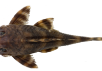Dorsal, lateral and ventral view of holotype of Peckoltia kahxi, MPEG 40872, 85.9 mm SL, Brazil, Pará State, municipality of Oriximiná, Cachoeira Porteira, rio Trombetas basin