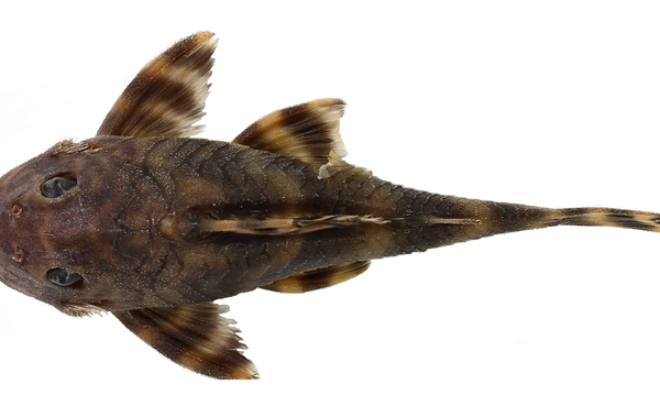 Dorsal, lateral and ventral view of holotype of Peckoltia kahxi, MPEG 40872, 85.9 mm SL, Brazil, Pará State, municipality of Oriximiná, Cachoeira Porteira, rio Trombetas basin