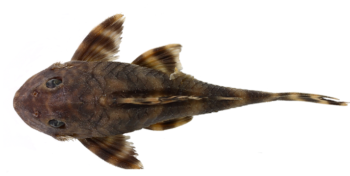Peckoltia kahxi, nuevo pleco de las cascadas del Trombetas